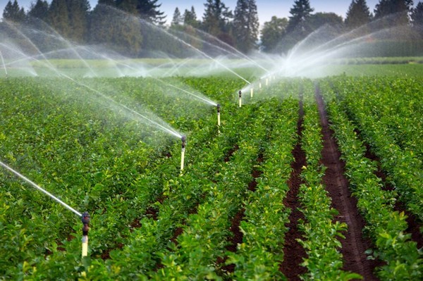 Excellent Irrigation Makes a Great Impact