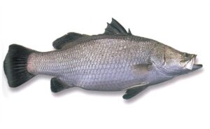 Barramundi Online