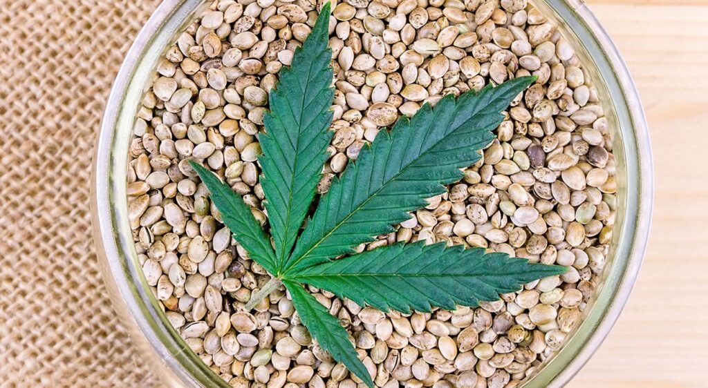 Top CBD seed banks in online