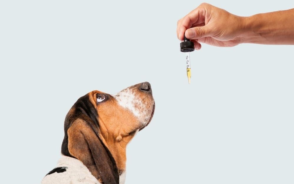 How to Choose the Best CBD Products for Pets?