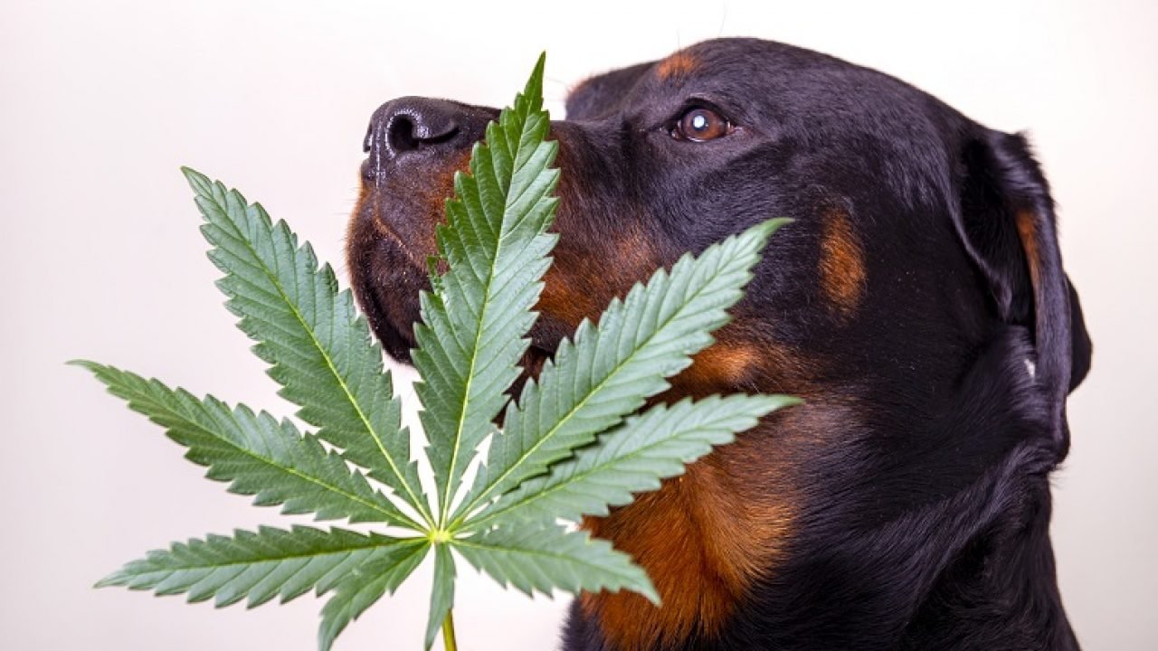 Learn How To Use CBD Oil For Dogs