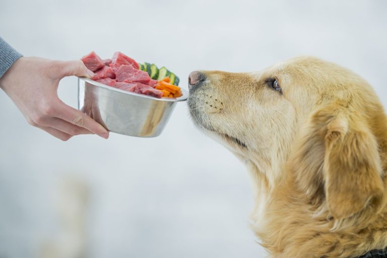 How dog treats will be so useful in training?