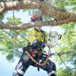 Arborist’s Guide to Proper Tree Pruning Techniques for beginners
