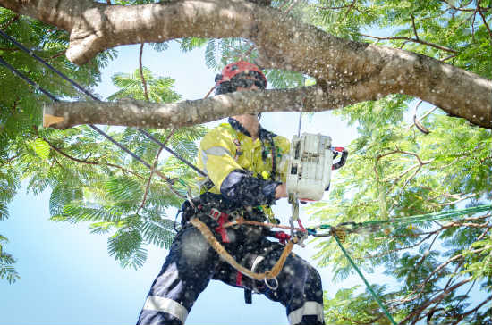Arborist’s Guide to Proper Tree Pruning Techniques for beginners